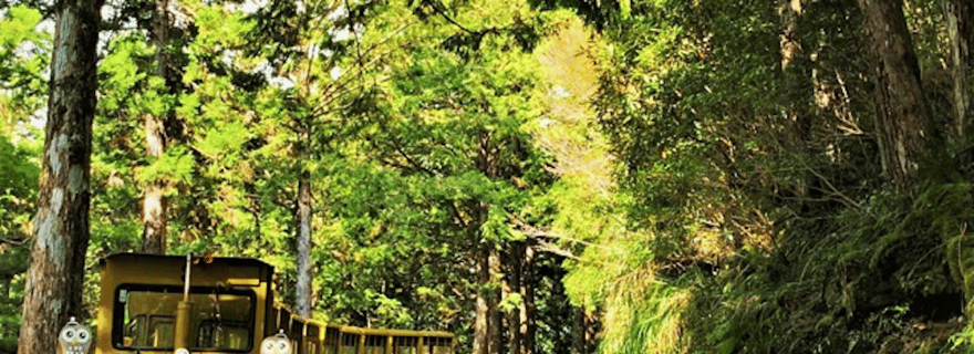 Au départ de Taipei : visite privée de la forêt nationale de Taipingshan