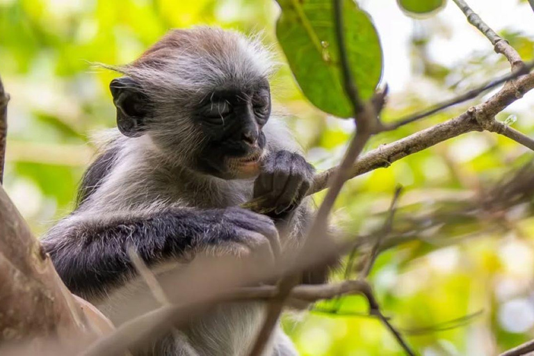 Zanzibar: Macaco, Caverna Salaam, The Rock e passeio de caiaque transparenteZanzibar: Macaco, Caverna Salaam, A Rocha e Passeio de Caiaque Transparente