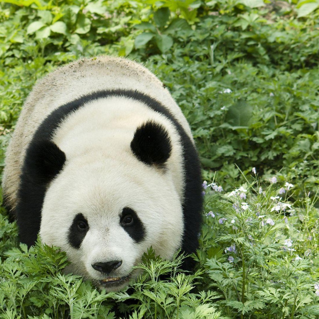 Galería de fotos para redes