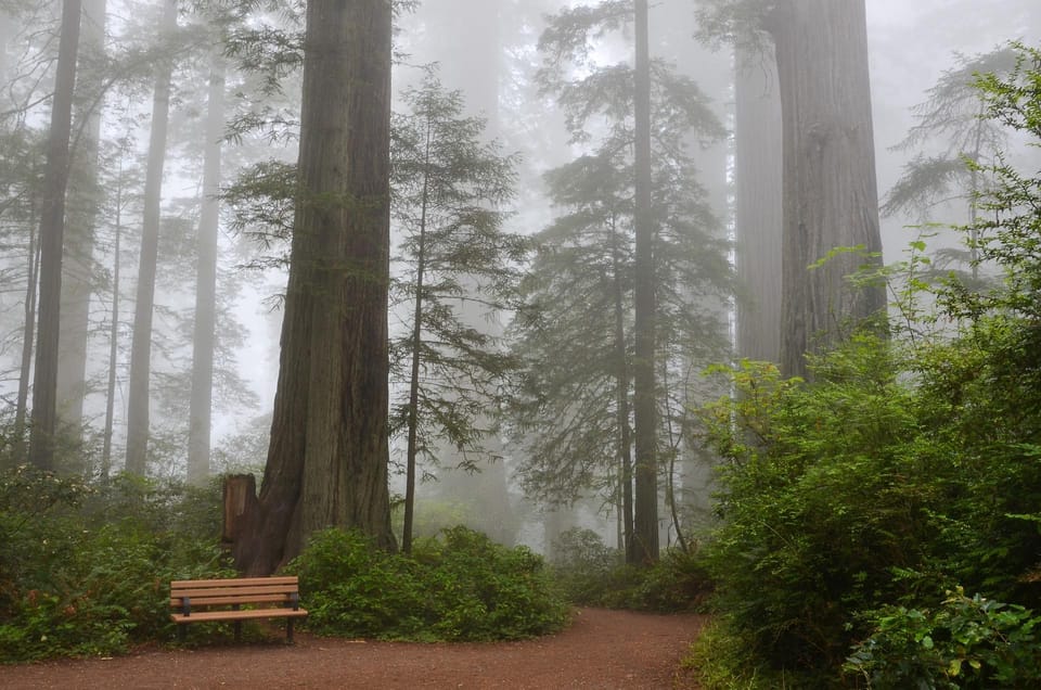 San Francisco: Muir Woods Private Trip image 3