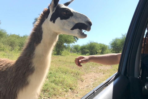 Tour &quot;Bioparque Estrella&quot;, com traslado, safári e ingressosMonterrey: Aventura de safári no Bioparque Estrella