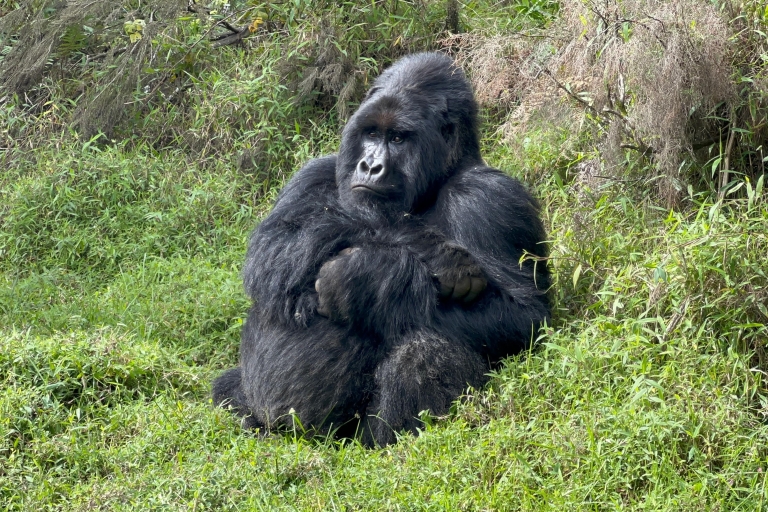 4 jours d'excursion au Rwanda pour découvrir la faune et la flore et faire du trekking avec les gorilles