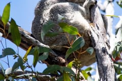 Melbourne: Zwölf Apostel und Great Ocean Road, Koala-Tour