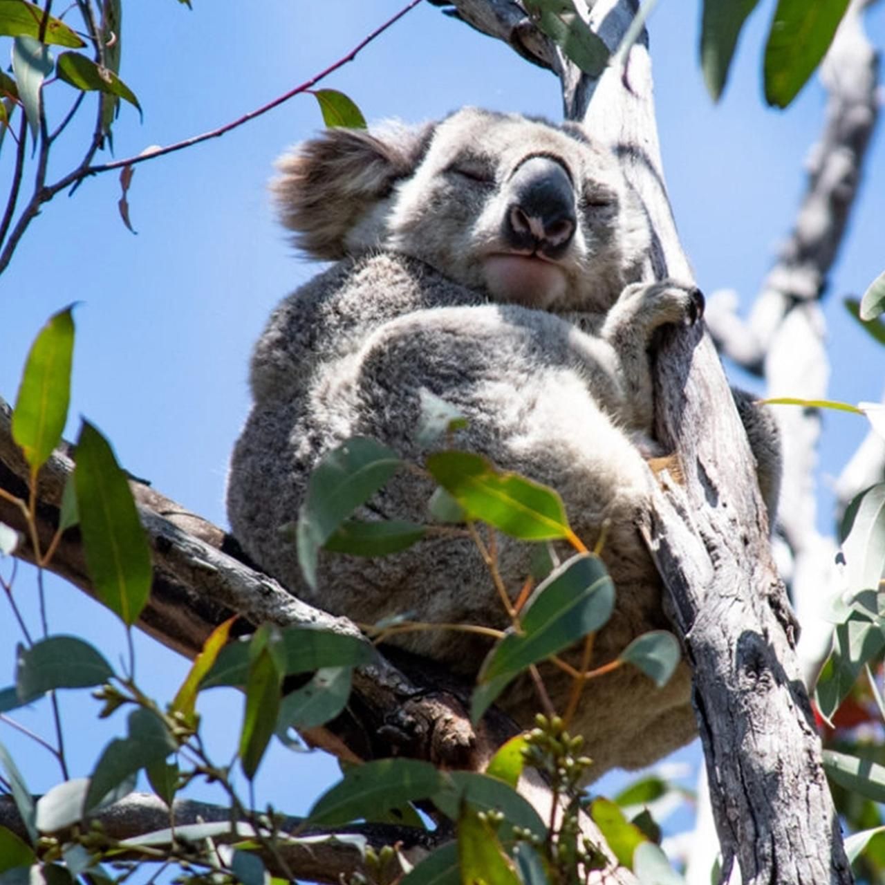 Melbourne: Zwölf Apostel und Great Ocean Road, Koala-Tour