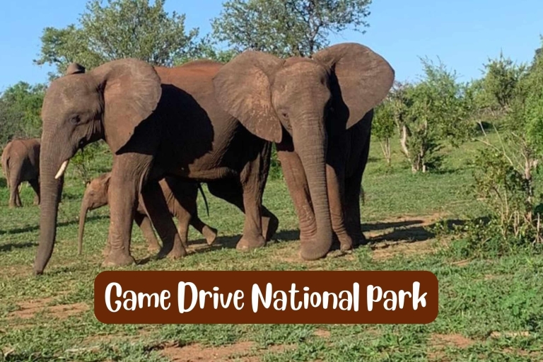 Victoria Falls: Zambezi National Park Game Drive Small Group Tour