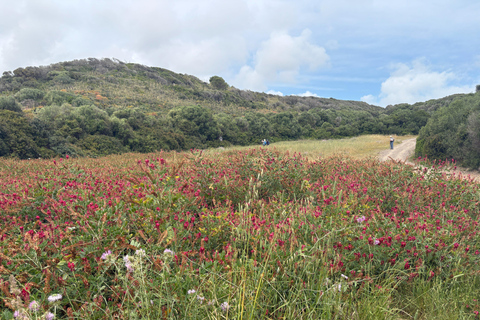 Camí de Cavalls Coastal Walk: Favaritx to Es Grau