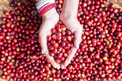 Fairview Coffee Farm and Factory Wycieczka z przewodnikiem z opłatą za wstęp