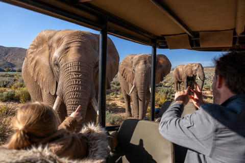 Big Five Safari Day Tour from Cape Town