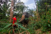 Khaolak Combo, Elephant Sanctuary Visit, ATV Tour & Lunch - Housity