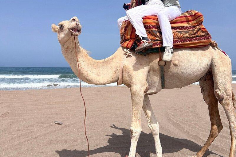 Agadir: Desert & Beach Quad with Sandboard & Camel Option Double Desert & Beach Quad, Sandboard