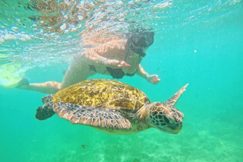Mirissa: Guided Turtle Snorkeling Experience with Pickup