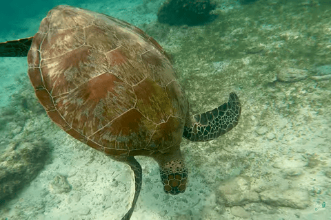 宿务：跳岛游佩斯卡多尔岛、沙丁鱼游和海龟天堂