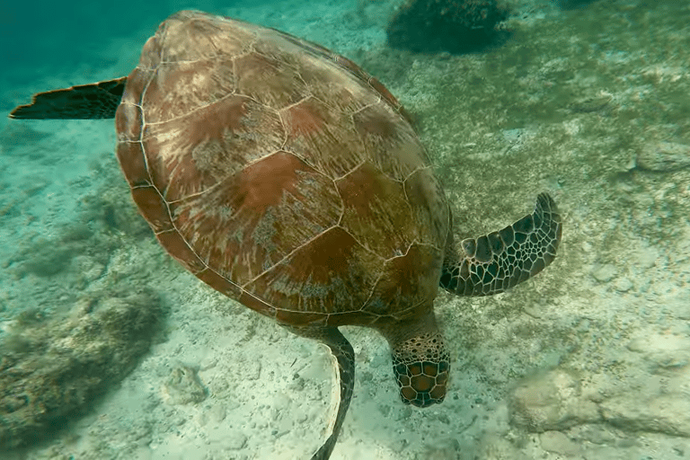宿务：跳岛游佩斯卡多尔岛、沙丁鱼游和海龟天堂