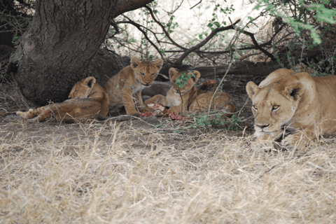 Tanzania: 10-Day Safari with Ngorongoro and Serengeti