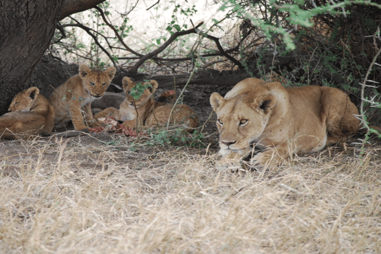 Tanzania: 10-Day Safari with Ngorongoro and Serengeti