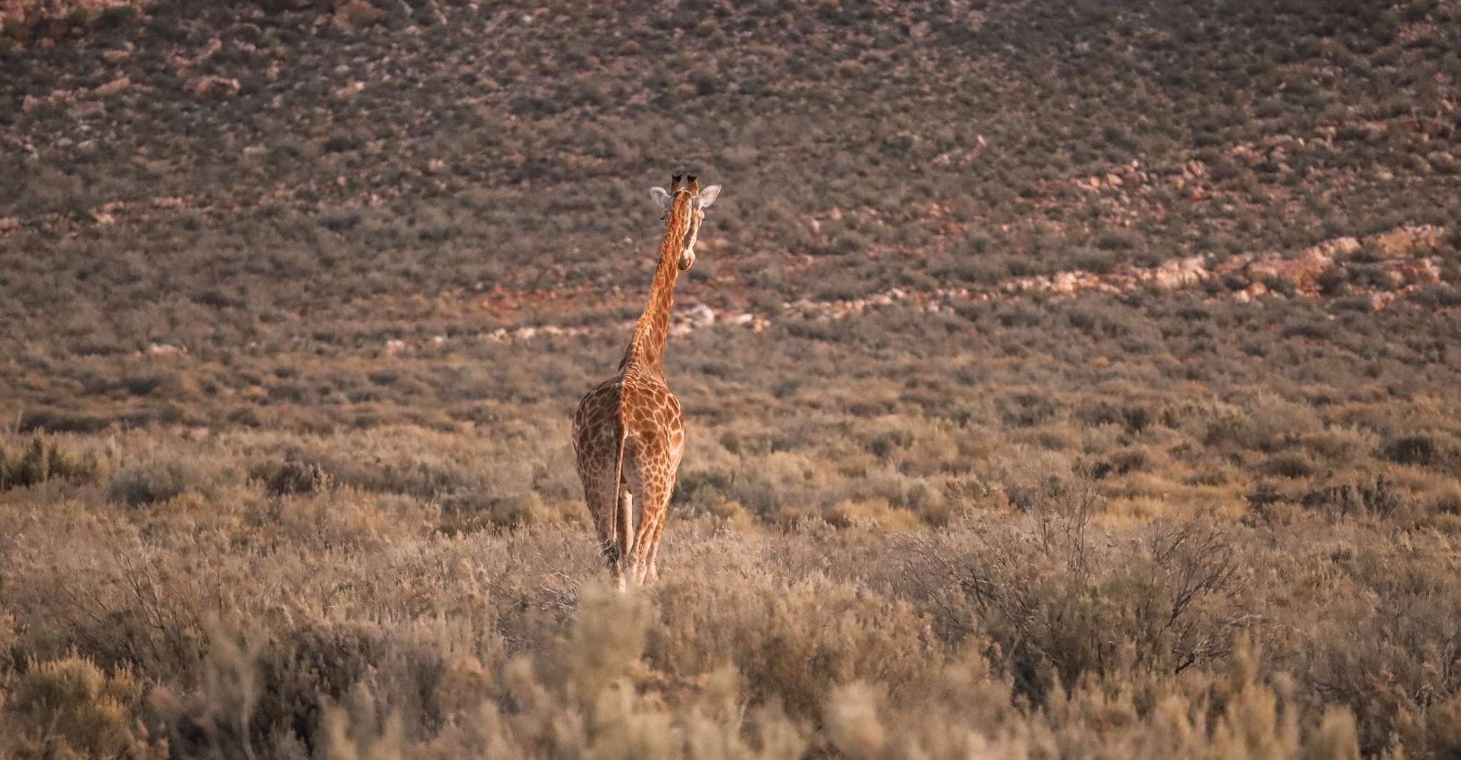 Aquila Game Reserve, Afternoon Safari - Housity