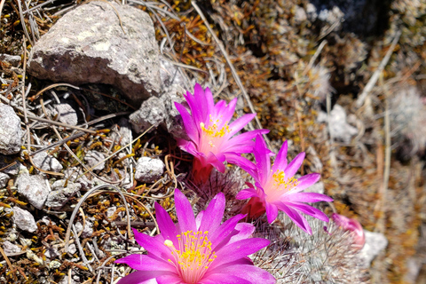 Oaxaca: Sierra Norte Ixtepeji Guided Hike & Lunch, Half-Day