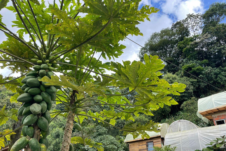 MEDELLÍN: HALVDAGSUTFLYKT TILL KAFFE PÅ LOKAL FAMILJEJORDBRUK