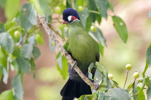 6 hrs Birding and Trekking at Ngong Road Forest Sanctuary -