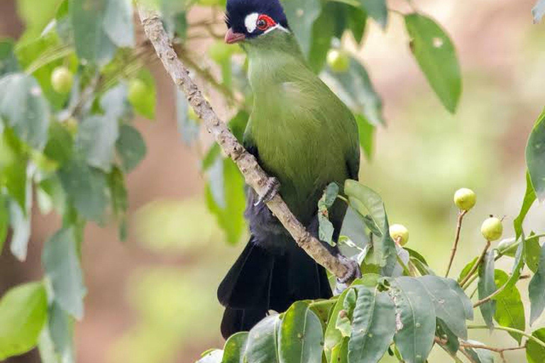 6 hrs Birding and Trekking at Ngong Road Forest Sanctuary -