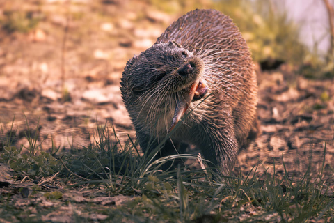 From Berlin: Wildlife Day Trip with Wolves, Lynxes & Otters