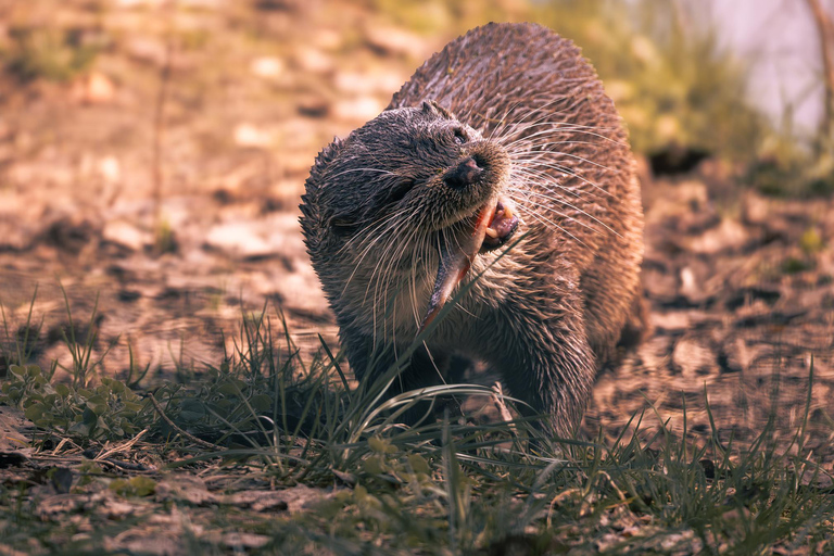From Berlin: Wildlife Day Trip with Wolves, Lynxes & Otters