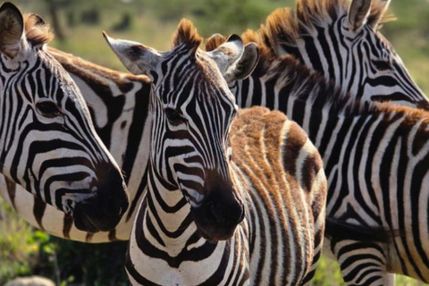 Nairobi National Park Evening Game Drive & sundowner Nairobi National Park Evening Game Drive & sundowner - VAN
