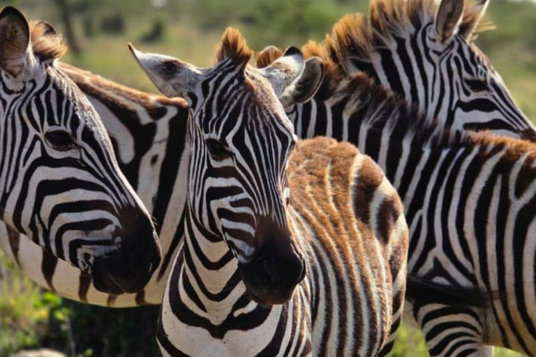 Nairobi National Park Evening Game Drive & sundowner Nairobi National Park Evening Game Drive & sundowner - VAN