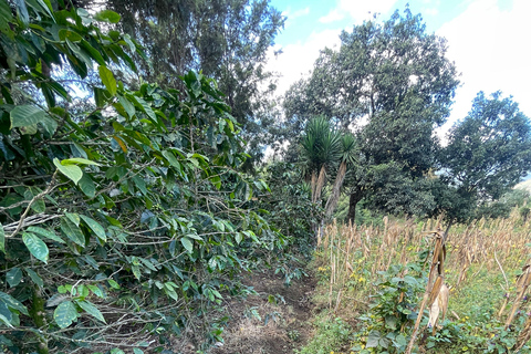 Ahuachapan Coffee Farm Tour with Lunch!