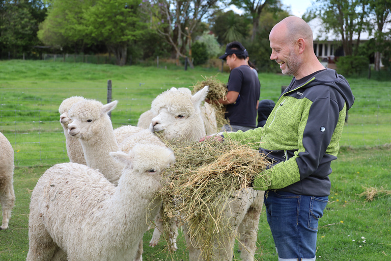 From Christchurch: Alpaca Farm Tour with Feeding and Guide