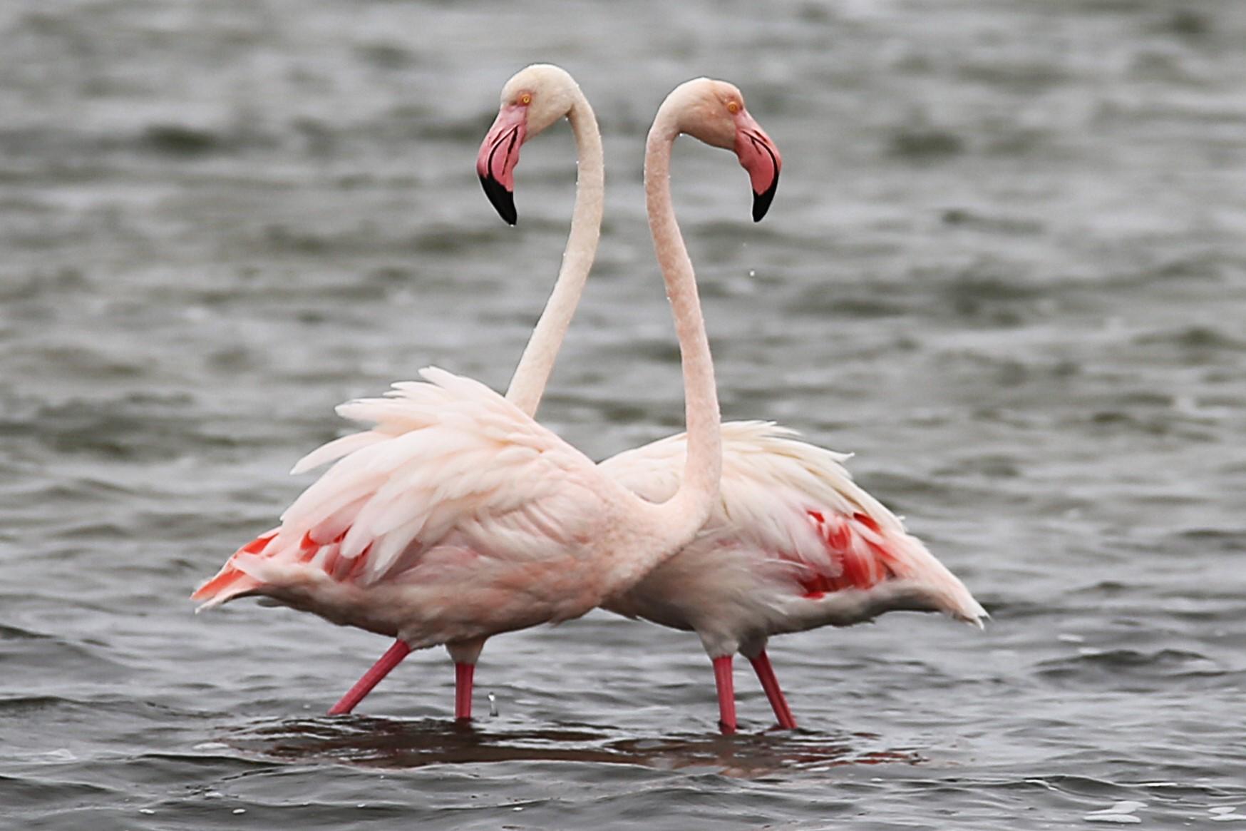 Sandwich Harbour, Walfischbucht: Ausflug per Geländewagen mit dem Besitzer, ca. 4 Stunden
