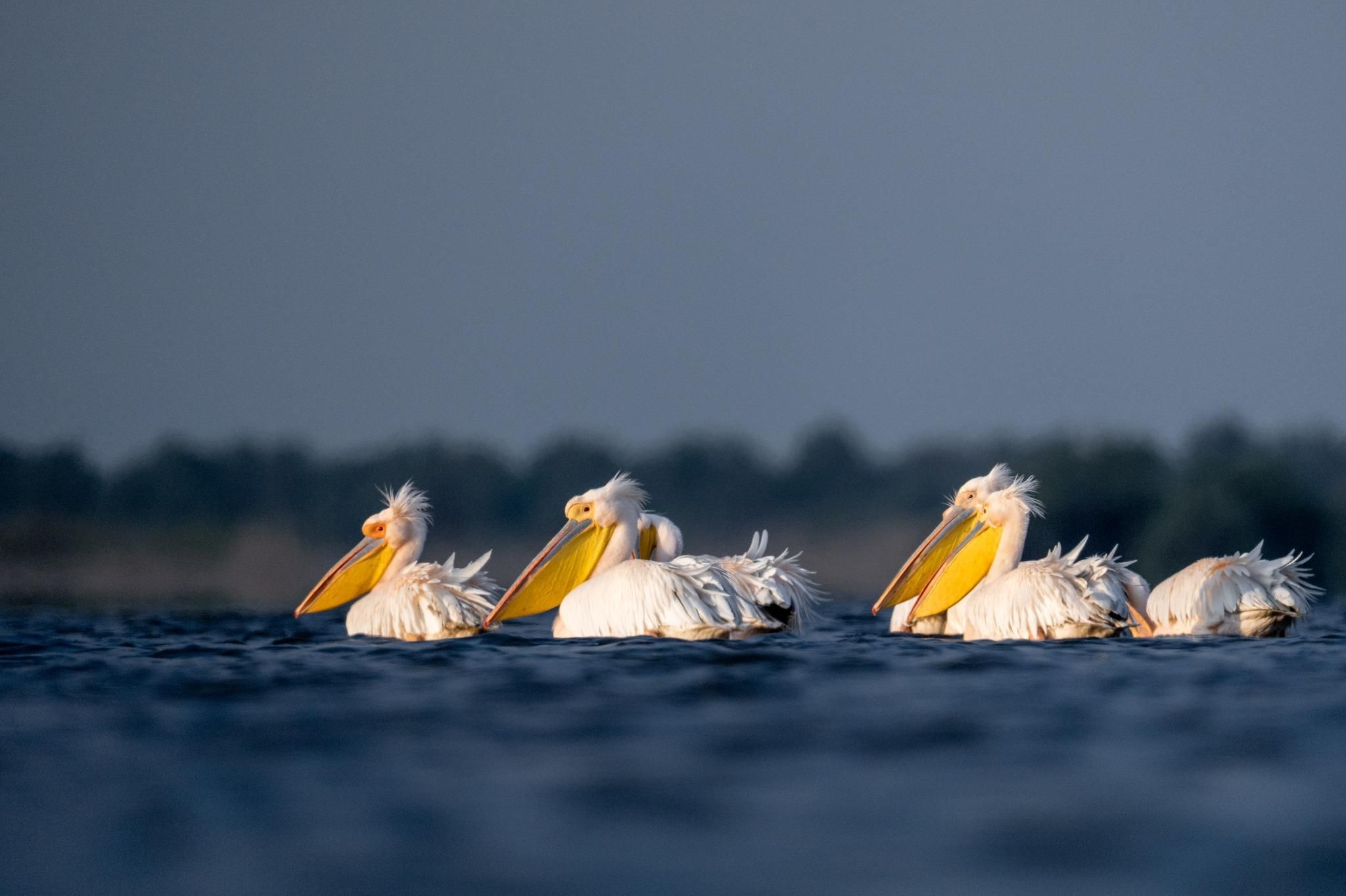 Ab Tulcea: Donaudelta-Erlebnis – Natur- und Wildtier-Tour