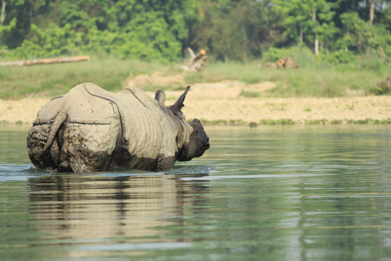 Pokhara: 4 dagars safaritur med bil till Lumbini och ChitwanFrån Pokhara: 4 dagars Lumbini och Chitwan Safari Tour med bil