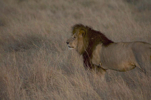 Safari en el Parque Nacional de Nairobi con recogida y regreso gratuitos