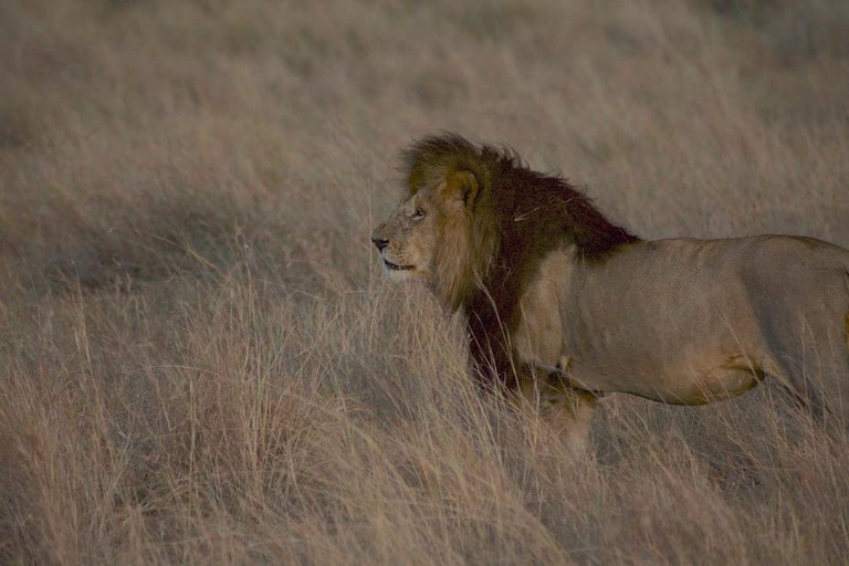 Promenade dans le parc national de Nairobi avec prise en charge et retour gratuits