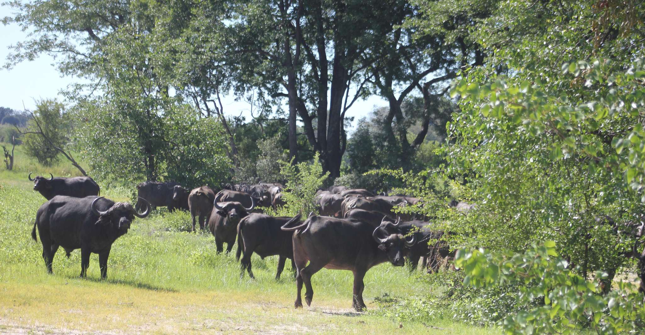 Livingstone, Chobe National Park Safari with Lunch - Housity