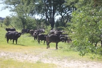 Livingstone, Chobe National Park Safari with Lunch - Housity