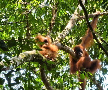Wild Orangutan Trek: 2-Day Adventure in Gunung Leuser Park