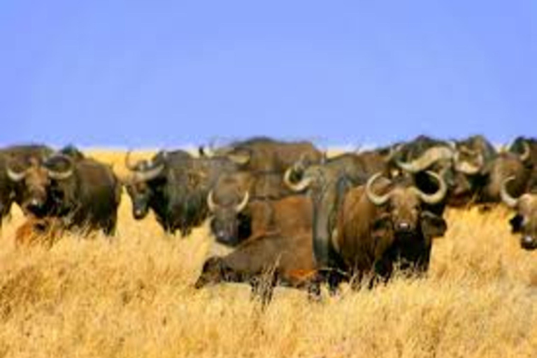 Arusha : 5 jours de safari au lac Manyara, au Serengeti et au Ngorongoro