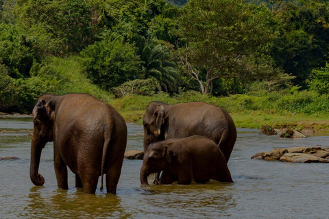 Arusha : safari de 6 jours en Tanzanie avec 2 nuits dans le SerengetiArusha : Safari de 6 jours en Tanzanie avec 2 nuits dans le Serengeti