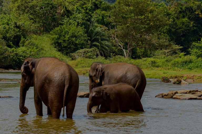 Arusha : safari de 6 jours en Tanzanie avec 2 nuits dans le SerengetiArusha : Safari de 6 jours en Tanzanie avec 2 nuits dans le Serengeti