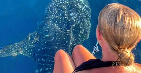 From Lombok: 2-Day, 1-Night Shared Sumbawa Whale Shark Tour
