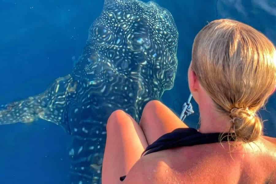 Lombok : Gemeinsame Walhai-Tour 2 Tage 1 Nacht Sumbawa. Foto: GetYourGuide