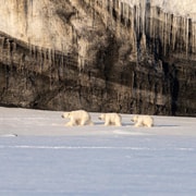 Svalbard : en motoneige jusqu'au royaume des ours polaires de Van Mijenfjorden