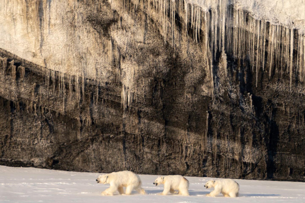 Isole Svalbard: in motoslitta verso Van Mijenfjorden, il regno degli orsi polari