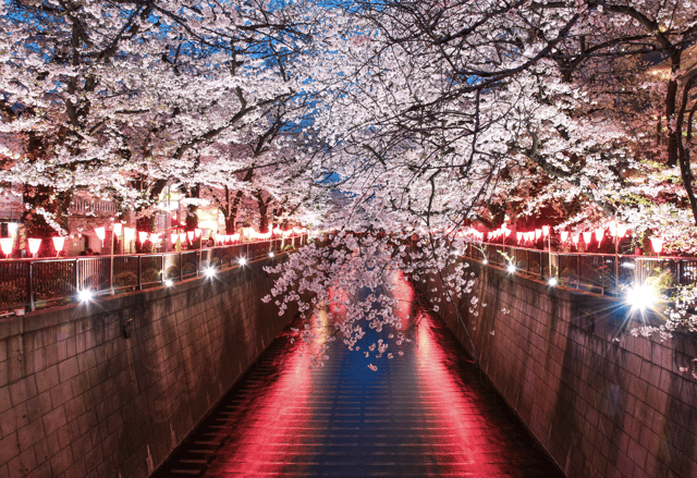 Tokyo: Onsen & Sunset Walk Private Tour – Tattoo-Friendly