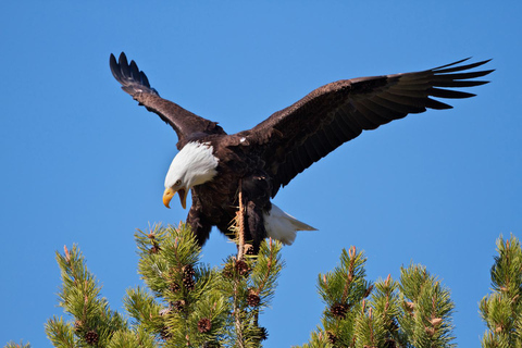Private Sunset Safari of Grand Teton National Park Grand Teton Wildlife Safari and Scenic Highlights Tour