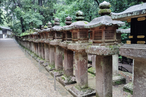 奈良：雾霭中与鹿共行的神圣晨间漫步奈良：雾中与鹿共行的神圣晨间漫步