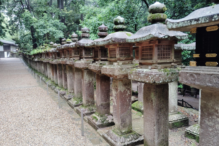 奈良：雾霭中与鹿共行的神圣晨间漫步奈良：雾中与鹿共行的神圣晨间漫步