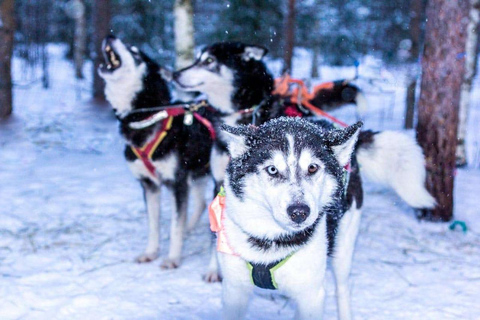 Husky sleeën &amp; Uitzicht op het bos: Onvergetelijk avontuur in Riga